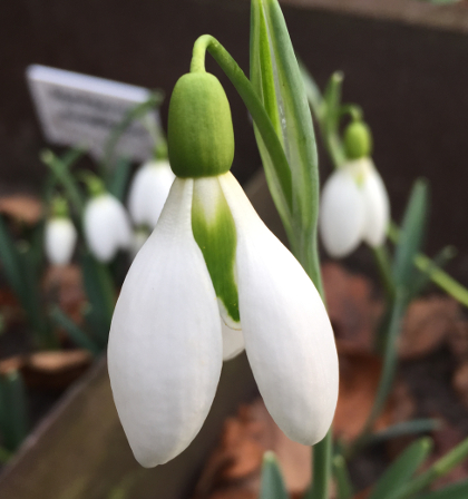 Galanthus 'Little John'